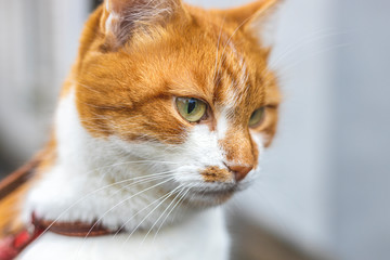 Cat that sees a threat is preparing for a jump, a cats emotions close up. Cloudy day. Shallow depth of the field