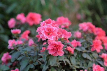 Picturesque blossoming of a beautiful flower in the winter in the greenhouse