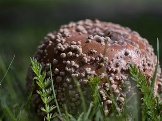Old faded fruit that has not been picked