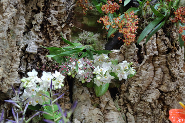 Picturesque blossoming of a beautiful flower in the winter in the greenhouse
