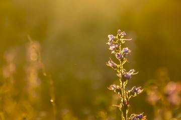 the grass glows at sunset in the rays of the sun