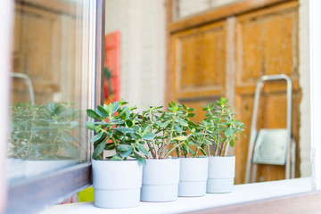 flower, tree of wood, window, plant, pot, flowers, garden, house, green, house, wall, white, gardening, decoration, nature, door, plants, spring, floral, summer, terrace, bouquet, grass, flowering, po