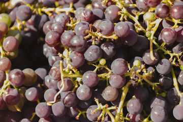 dark grapes close up Isabella
