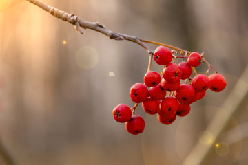 mountain ash on a branch close up