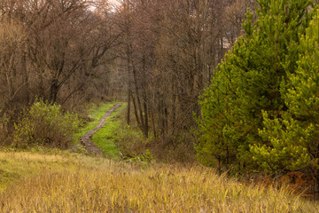 narrow wooden path between trees, pine trees in the foreground