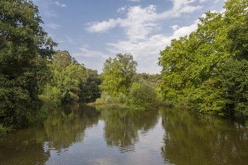 Fototapeta na wymiar River through a forest