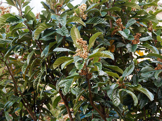 (Eriobotrya japonica) Le néflier du Japon ou bibacier en automne à inflorescence en grappes de...