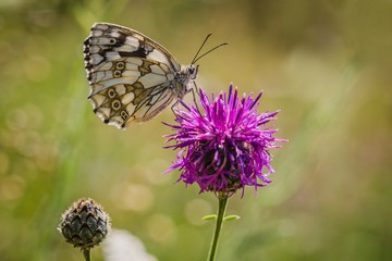 Female of marbled white butterfly sitting on purple knapweed flower on a summer sunny day. Blurry green background.
