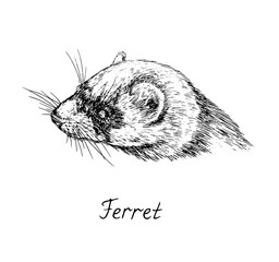 Ferret face side view, with inscription, hand drawn doodle, sketch in pop art style, vector illustration