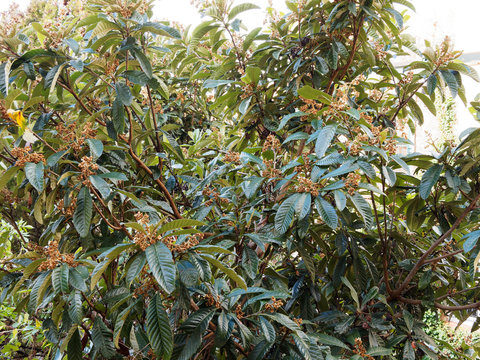 (Eriobotrya japonica) Le n&eacute;flier du Japon ou bibacier en automne &agrave; inflorescence en grappes de fleurs blanches et brun&acirc;tre parfum&eacute;es entre de grandes feuilles nervur&eacute;es vert fonc&eacute;, luisantes au revers
