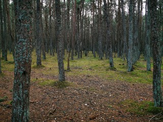 Twisted trunks of the trees, the Dancing forest of Curonian spit. Autumn garden. Forest sunlight.