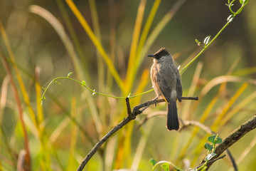 Sooty-headed Bulbul / Pycnonotus aurigaster