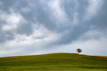 Obraz na płótnie Canvas Tree on a hill