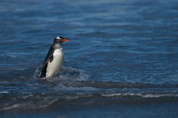Gentoo Penguins (Pygoscelis papua) coming ashore after feeding at sea on Sea Lion Island in the...