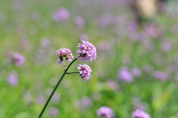 A bouquet of sweet purple verbena flower blossom in a garden with day light and green nature background