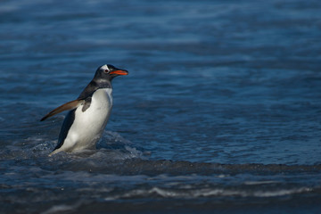 Gentoo Penguins (Pygoscelis papua) coming ashore after feeding at sea on Sea Lion Island in the Falkland Islands.