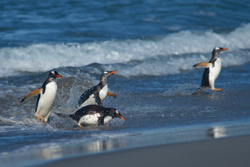 Gentoo Penguins (Pygoscelis papua) coming ashore after feeding at sea on Sea Lion Island in the...