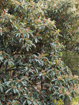 Le n&eacute;flier du Japon (Eriobotrya japonica) ou bibacier en automne &agrave; inflorescence en grappes de fleurs blanches et brun&acirc;tre parfum&eacute;es entre de grandes feuilles nervur&eacute;es vert fonc&eacute;, luisantes au revers