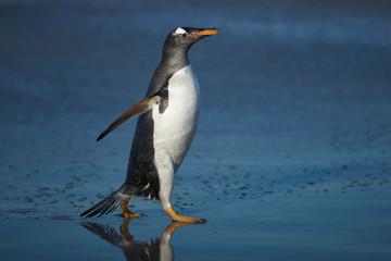 Gentoo Penguins (Pygoscelis papua) coming ashore after feeding at sea on Sea Lion Island in the Falkland Islands.