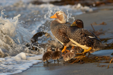 Falkland Steamer Duck (Tachyeres brachypterus) with chicks on a sandy beach on Sea Lion Island in the Falkland Islands.