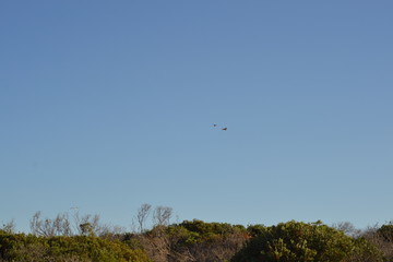 Blue Sky and birds