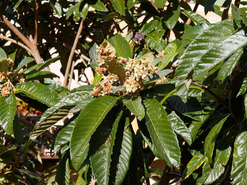 Le n&eacute;flier du Japon (Eriobotrya japonica) ou bibacier en automne &agrave; inflorescence en grappes de fleurs blanches et brun&acirc;tre parfum&eacute;es entre de grandes feuilles nervur&eacute;es vert fonc&eacute;, luisantes au revers