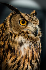great horned owl close up