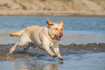 Labrador is running for ball in the water. He wants ball in water. Autumn photoshooting in Prague.