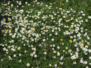 flores de primavera colores del campo