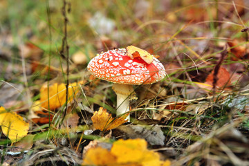 Poisonous inedible toxic mushroom fly agaric in the natural environment, autumn forest, green moss, grass, dead leaves, tinting, sunny day, extra blur