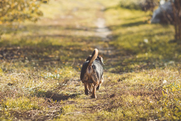 dog back, dachshund male running down a path forward, pet walks in nature