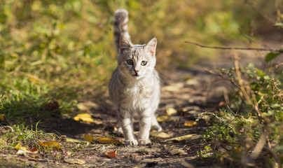 portrait of a young homeless kitten walking in nature, fluffy pets