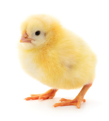 Obraz premium Small yellow chicken