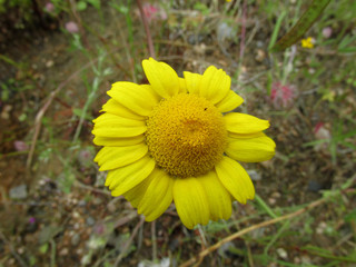 flores de primavera colores del campo