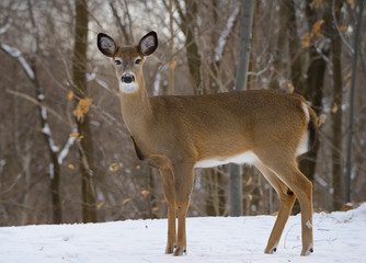 Female White Tailed Deer in a Toronto backyard forest in winter