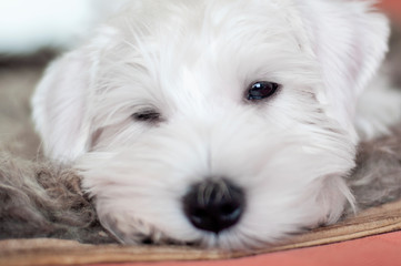 Portrait of a sleeping white puppy close-up. Slumbering puppy