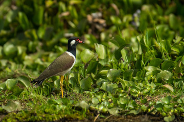 Black-necked Lapwing / Vanellus indicus atronuchalis