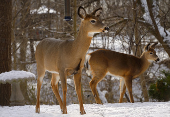 Naklejka na ściany i meble Two female White Tailed deer at a Toronto backyard bird feeder in winter