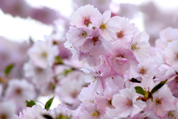 Blüten