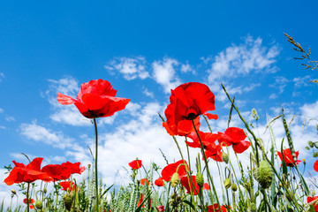 Beautiful red poppies on the edge of a wheat field