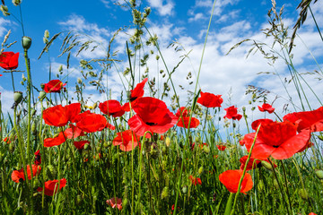 Beautiful red poppies on the edge of a wheat field