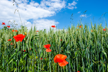 Beautiful red poppies on the edge of a wheat field