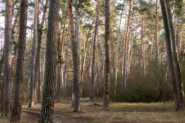 many large pine trees in a morning autumn forest