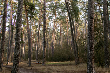 Obraz premium many large pine trees in a morning autumn forest