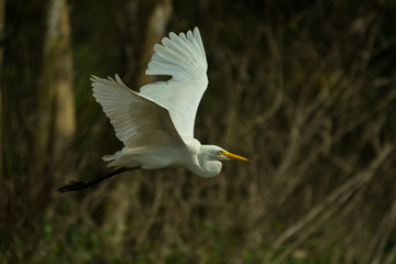 Intermediate egret / Ardea intermedia