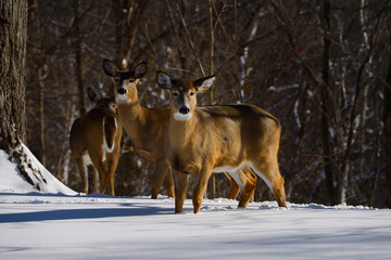 Afternoon sun on three female White Tailed deer in winter in a backyard ravine in Toronto