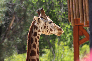 giraffe portrait with plants background