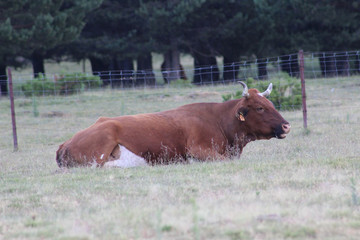 Fototapeta premium Resting cow in the grass