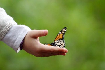 monarch butterfly in a chindren hand