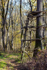 Evening walks in the autumn forest, yellow foliage, evening sun warm air in the sunset period of the day.